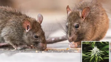 Rats ate ganja