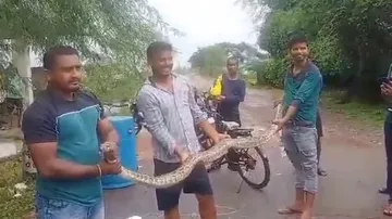python snake