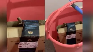 Cobra in amazon parcel
