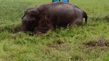 Elephant Dead