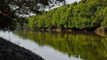 Mangrove Forest