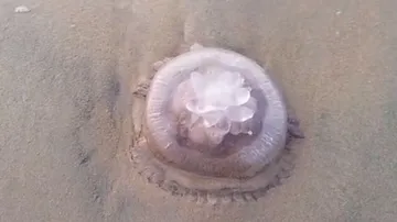 Jelly Fish