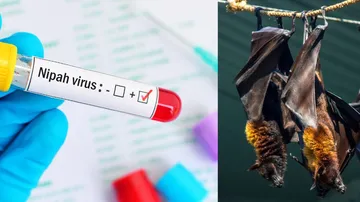 Nipah 