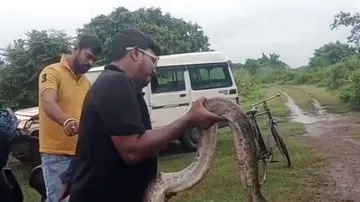 Snake