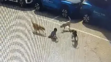Stray Dogs