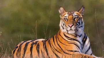 tiger