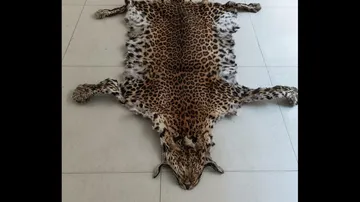 Tiger Skin