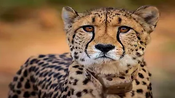 cheetah