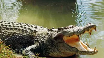 crocodile