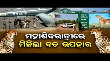 ଦକ୍ଷିଣ ଆଫ୍ରିକାରୁ ଭାରତ ଆସିଲେ ଆଉ ୧୨ ଚିତା ବାଘ