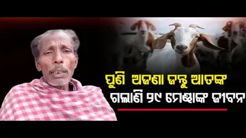 ପୁଣି  ଅଜଣା ଜନ୍ତୁ ଆତଙ୍କ, ଗଲାଣି 29 ମେଣ୍ଢାଙ୍କ ଜୀବନ   | Odisha Reporter