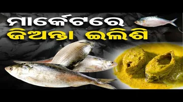 ପାଗ ଦେଲା, ଇଲିଶି ଆସିଲା