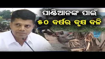 ପାଣ୍ଡିଆନଙ୍କ ପାଇଁ 50 ବର୍ଷର ବୃକ୍ଷ ବଳି  | Odisha Reporter