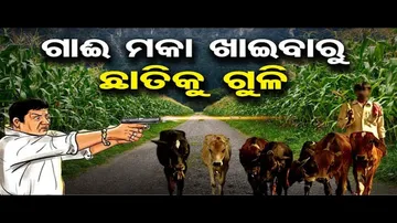 ଗାଈ ମକା ଖାଇବାରୁ ଛାତିକୁ ଗୁଳି