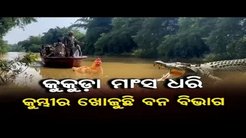 କୁକୁଡ଼ା ମାଂସ ଧରି କୁମ୍ଭୀର ଖୋଜୁଛି ବନ ବିଭାଗ