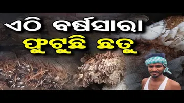 ଏଠି ବର୍ଷସାରା ଫୁଟୁଛି ଛତୁ