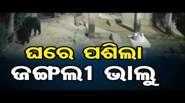 ପାଚେରୀ ଡେଇଁ ଘରେ ପଶିଲା ଭାଲୁପଲ