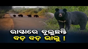 ଜୟପୁରରେ ଭାଲୁ ଆତଙ୍କ