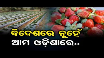 ବିଦେଶରେ ନୁହେଁ ଆମ ଓଡ଼ିଶାରେ... | Odisha Reporter