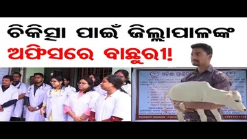ଚିକିତ୍ସା ପାଇଁ ଜିଲ୍ଲାପାଳଙ୍କ ଅଫିସରେ ବାଛୁରୀ !