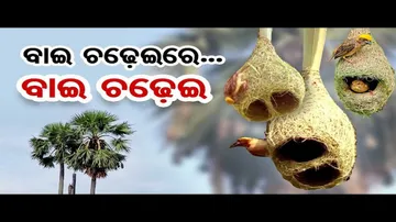 ଆଉ ଶୁଭୁନାହିଁ କିଚିରି ମିଚିରି ସ୍ୱର