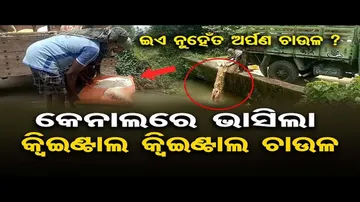 କେନାଲ ପାଣିରେ ଫିଙ୍ଗିଦେଲେ ଅର୍ପଣ ଚାଉଳ !