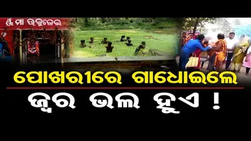 ପୋଖରୀରେ ଗାଧୋଇଲେ ଜ୍ୱର ଭଲ ହୁଏ ! | Odisha Reporter