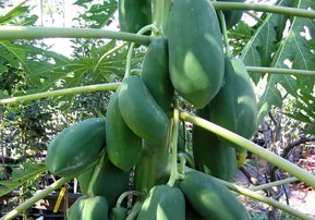 ଶରୀର ପାଇଁ ଔଷଧ ପରି କାମ ଦିଏ କଞ୍ଚା ଅମୃତଭଣ୍ଡା: ୬ଟି ଜାଣିବା କଥା