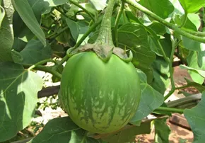 ରୋଗ ପ୍ରତିରୋଧକ କ୍ଷମତା ବଢ଼ାଏ ବାଇଗଣ