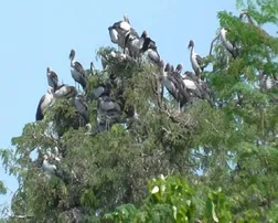 ଗେଣ୍ଡାଳିଆ ପକ୍ଷୀଙ୍କ ସମାଗମରେ ଚିଲିକାର ଭ୍ରମ ସୃଷ୍ଟି କରୁଛି ଭାଲେରୀ