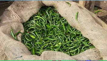 କଞ୍ଚା ଲଙ୍କା ଖାଆନ୍ତୁ, ଓଜନ କମାନ୍ତୁ