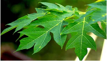 'ଡେଙ୍ଗୁ' ପାଇଁ ଅବ୍ୟର୍ଥ ଉପଚାର ଅମୃତଭଣ୍ଡା ପତ୍ରର ରସ