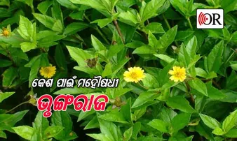 ଘରେ ପ୍ରସ୍ତୁତ କରନ୍ତୁ ଭୃଙ୍ଗରାଜ ଆୟୁର୍ବେଦିକ ତେଲ