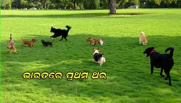 ଏଇ ସହରରେ ହେବାକୁ ଯାଉଛି ଦେଶର ପ୍ରଥମ ‘ଡଗ୍‌ ପାର୍କ’