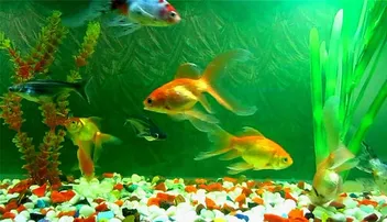 ବାସ୍ତୁଶାସ୍ତ୍ର ଅନୁସାରେ ଏପରି ରଖନ୍ତୁ ଫିଶ୍‌ ଆକ୍ୱାରିଅମ୍, ମିଳିବ ସୁଫଳ