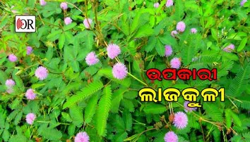 ଡାଇବେଟିସ୍‌ ଏବଂ କିଡ୍‌ନୀ ରୋଗୀଙ୍କ ପାଇଁ ଉପକାରୀ ଏହାର ପତ୍ର ଆଉ ଫୁଲ
