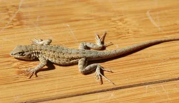 ଘରୁ ଝିଟିପିଟିଙ୍କୁ ବିଦା କରିବାର ସହଜ ଓ ଘରୋଇ ଉପାୟ