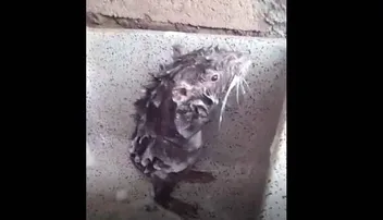 ଗଣେଶ ପୂଜା ପ୍ରସ୍ତୁତି, ମୂଷିକ ସ୍ନାନର ଭିଡିଓ ହେଉଛି ଭାଇରାଲ