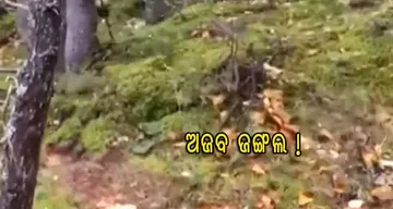 ନିଶ୍ୱାସ ନେଉଛି ଜଙ୍ଗଲ, ଭାଇରାଲ୍‌ ହେଲାଣି ଭିଡିଓ