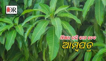 ଆମ୍ୱ ପତ୍ରରେ ନିୟନ୍ତ୍ରଣ ହୋଇପାରିବ ଡାଇବେଟିସ୍‌