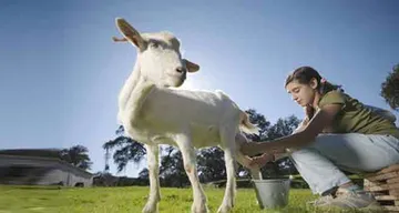 ଛେଳି କ୍ଷୀର ପିଅନ୍ତୁ ସୁସ୍ଥ ରୁହନ୍ତୁ