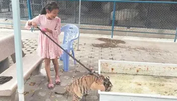 ବାଘଛୁଆ ସହ ଟିକି ଝିଅର ବନ୍ଧୁତା, ଭାଇରାଲ୍‌ ହେଲା ଭିଡିଓ