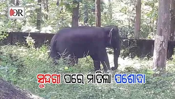 ସୁନ୍ଦରୀକୁ ସିନା ଧରେଇଦେଲା, ଜଣଙ୍କୁ କଚାଡ଼ି ମାରିଲା