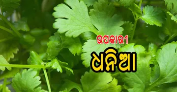 ଦୃଷ୍ଟିଶକ୍ତି ବୃଦ୍ଧି କରେ ଧନିଆ ପତ୍ର