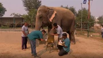 ପର୍ଯ୍ୟଟକଙ୍କୁ ଆକୃଷ୍ଟ କରୁଛି ଦେଶର ପ୍ରଥମ ହାତୀ ହସ୍ପିଟାଲ୍‌