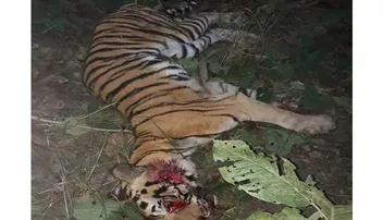 ମଣିଷ ମାରିବା ପରେ ବାଘୁଣୀକୁ ଟ୍ରାକ୍ଟର ଚଢ଼ାଇ ହତ୍ୟା