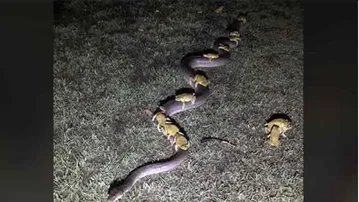 ଅଜଗର ପିଠିରେ ବେଙ୍ଗ ସବାରି, ଦେଖନ୍ତୁ ଭିଡିଓ