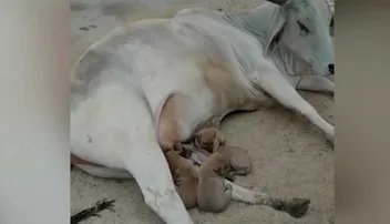 କୁକୁର ଛୁଆଙ୍କୁ କ୍ଷୀର ପିଆଉଛି ଗାଈ, ଭିଡିଓ ହେଉଛି ଭାଇରାଲ