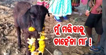 ଶୁଳିଆରେ ପ୍ରତୀକାତ୍ମକ ବଳି ବ୍ୟବସ୍ଥା ହେଲେ କେମିତି ହୁଅନ୍ତା ?