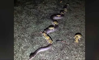 ଅଜଗର ପିଠିରେ ସବାର ହୋଇଛନ୍ତି ଏକାଧିକ ବେଙ୍ଗ, ଭିଡିଓ ଭାଇରାଲ